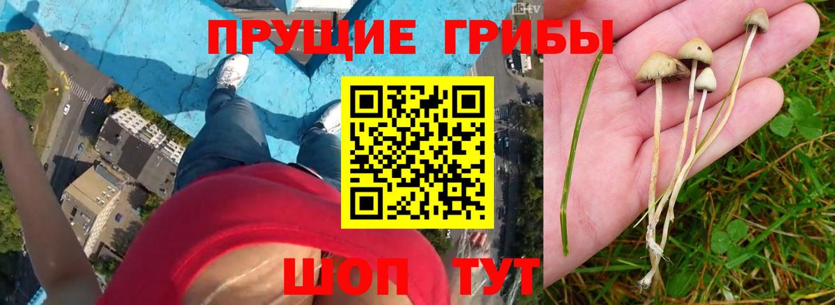 Краснодар  Галлюциногенные грибы MAGIC MUSHROOMS  Вход с VPN 